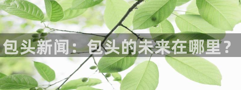 赏金国际下载app